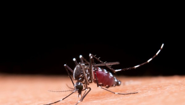 Эти работающие средства от комаров можно легко сделать дома