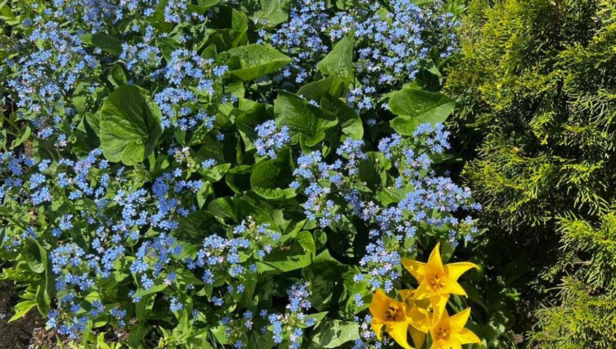 Голубое чудо для сада: посадите в начале осени и любуйтесь годами