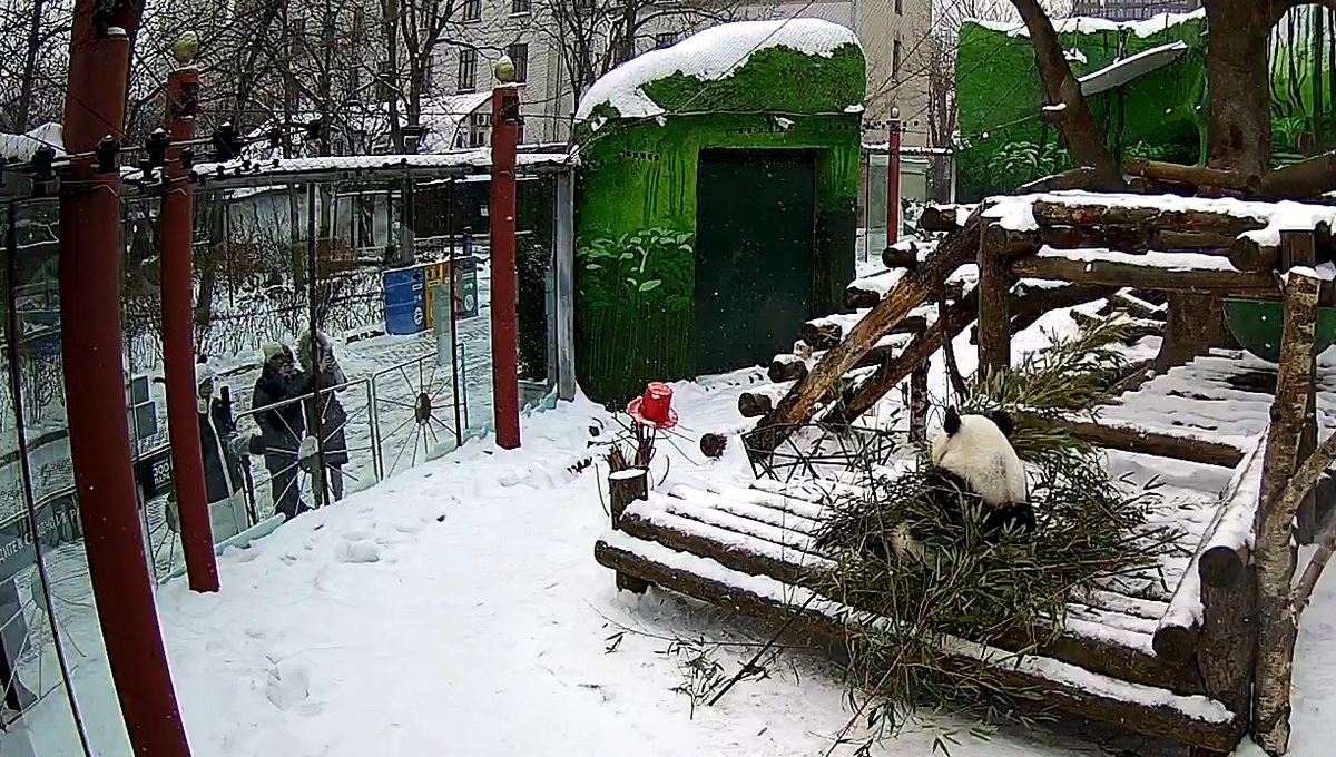 Жалобы на панду Катюшу стали часто поступать директору Московского зоопарка