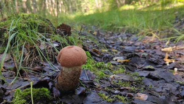 Эксперт Федотов рассказал, с какого дня в Подмосковье будет завал грибов