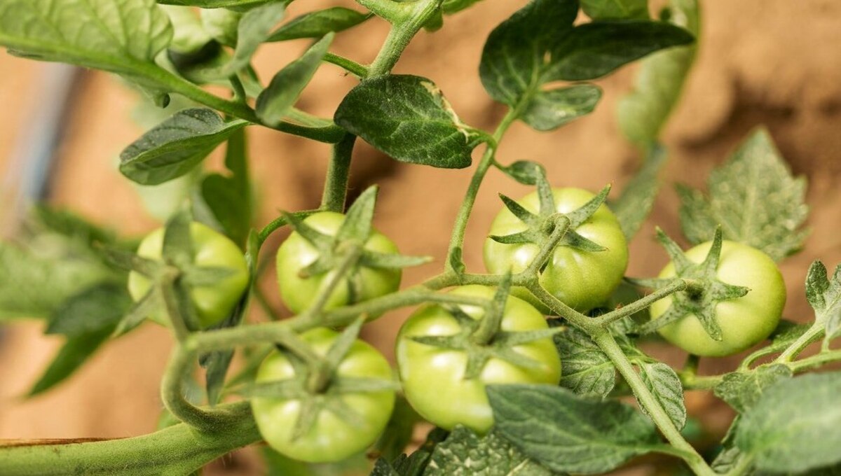 Это простое снадобье для томатов спасёт кусты за одно применение