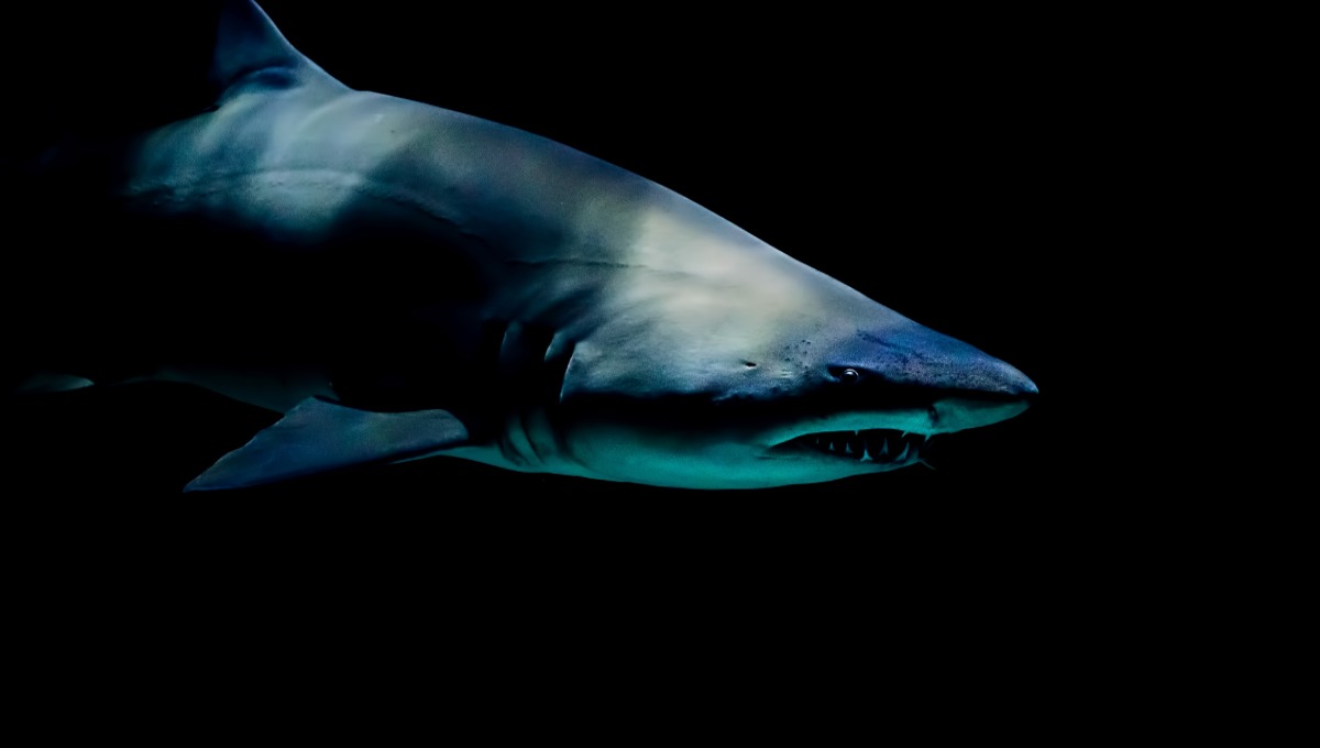 Смерть в океане: звезду «Пиратов Карибского моря» убила акула