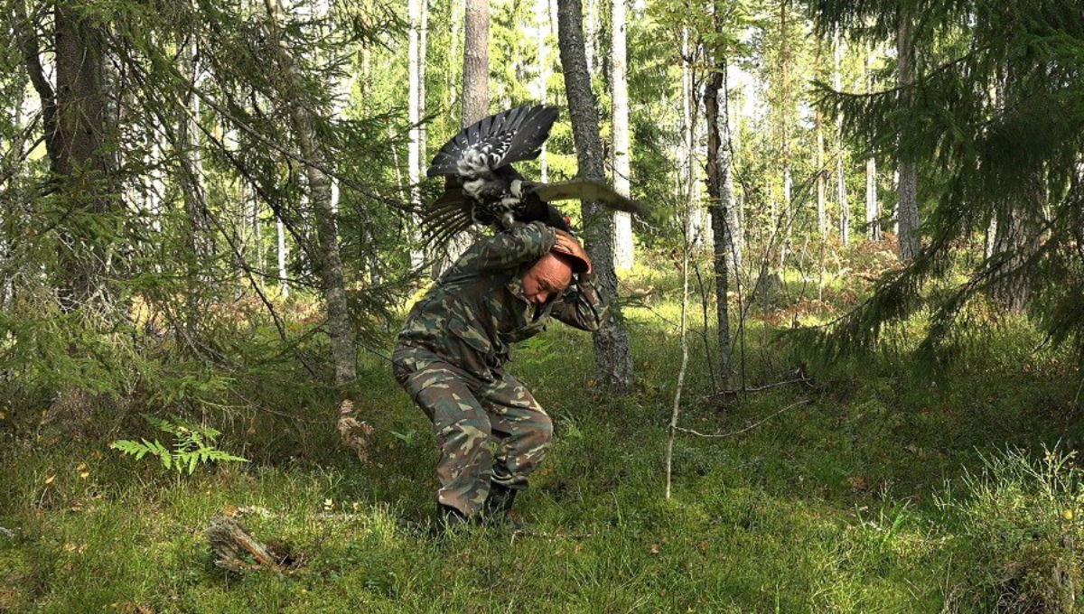 Ход глухарём: фотограф-натуралист подвергся нападению в лесу под Питером