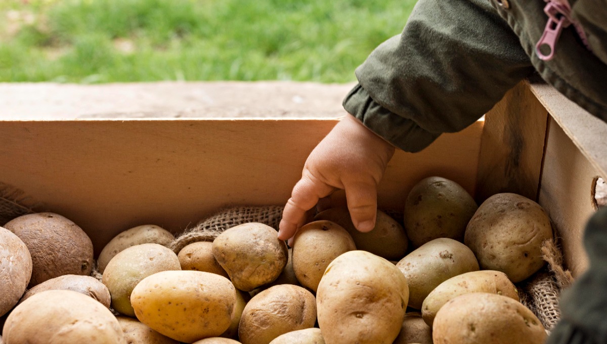 Урожай картофеля гарантирован, если не забывать про подкормку