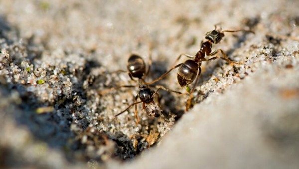 Прочь муравьи! Эти необычные способы опытные садоводы рекомендуют для борьбы с проблемными «соседями»