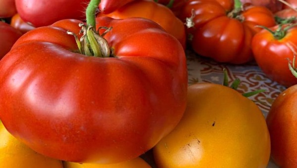 Богатый урожай помидоров? Полейте растения этим кисломолочным продуктом