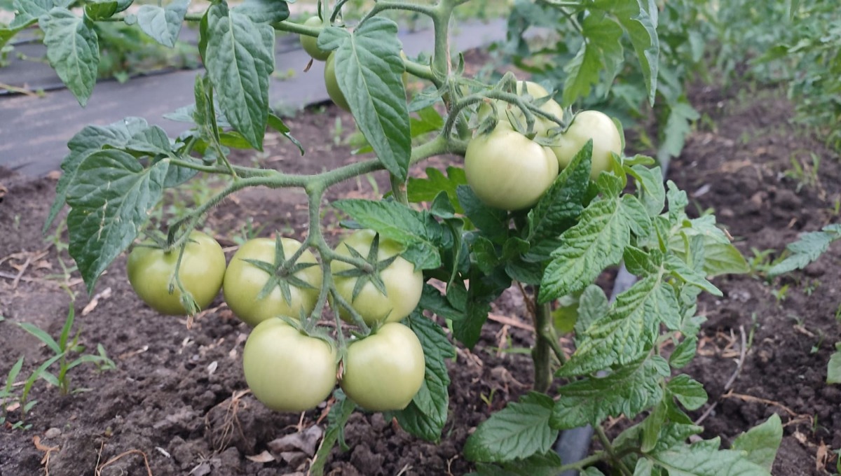 Сад и огород: в августе помидоры ждут эту простую процедуру 