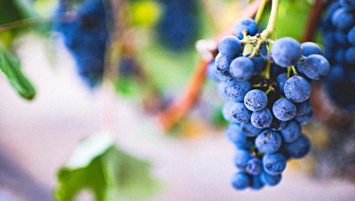 Июнь — самое время разнообразить «рацион» винограда
