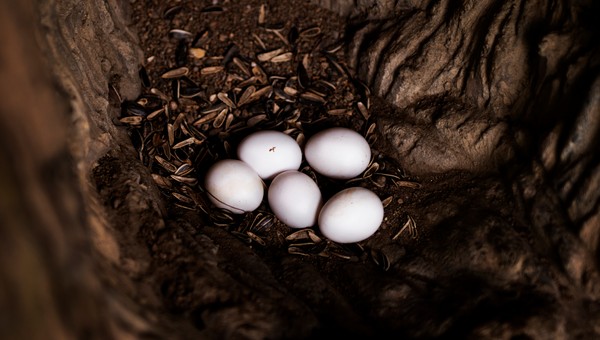 Опасные существа начали откладывать яйца в жилых домах Подмосковья из-за жары