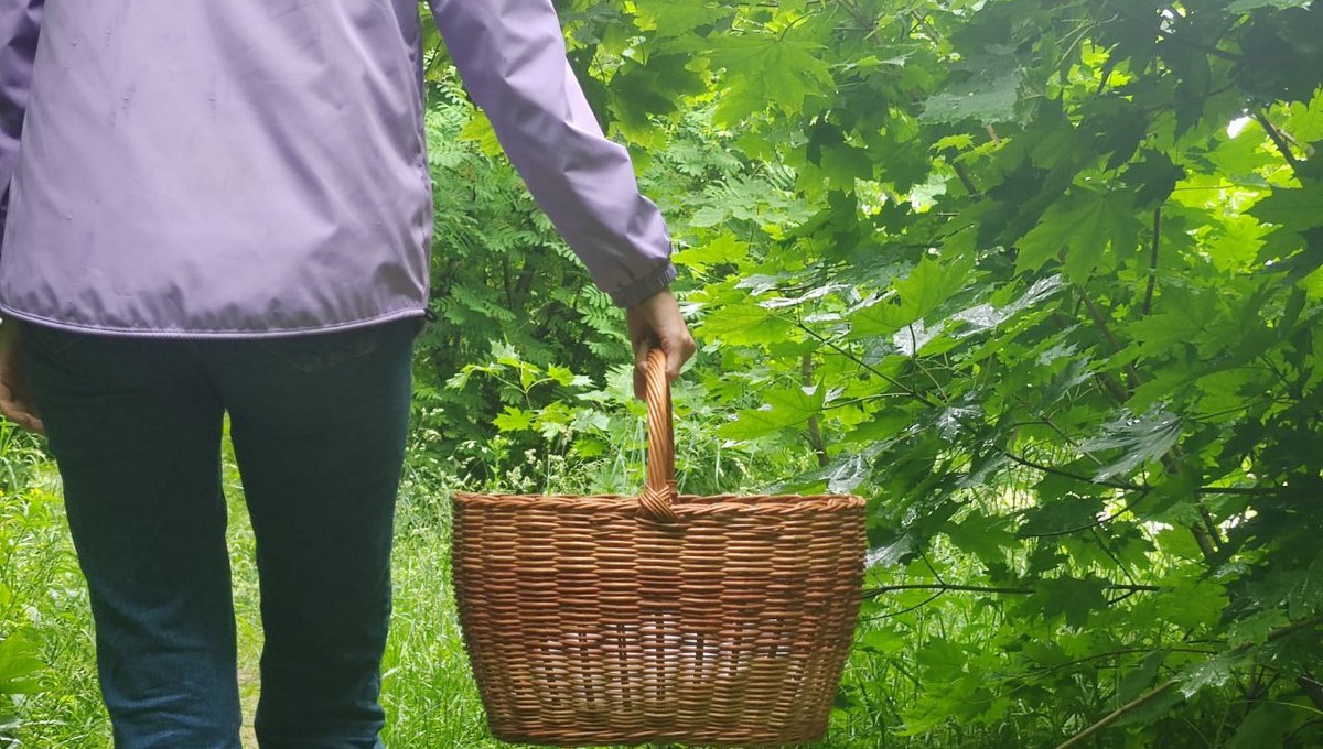 «Мёртвому сезону — нет!»: подмосковные грибники берут с собой в лес корзины — и не зря