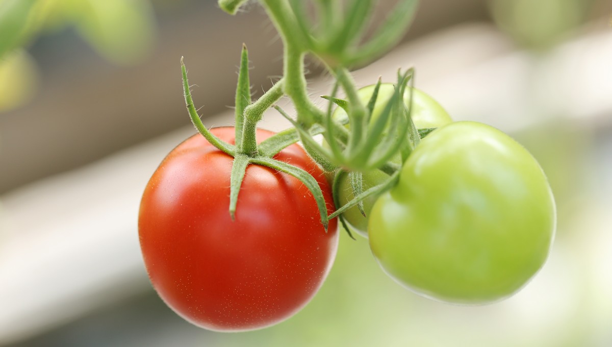 Дачникам назвали 3 причины, почему томаты медленно краснеют – исправить легко