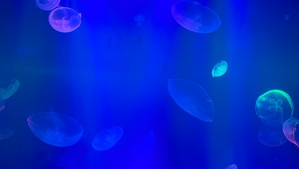 В подмосковных водоёмах могут появиться медузы