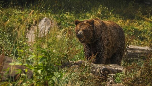 Минэкологии: под Москвой видели бурого медведя