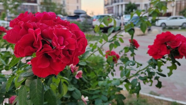 Розы в сентябре будут в восторге от этой простой подкормки