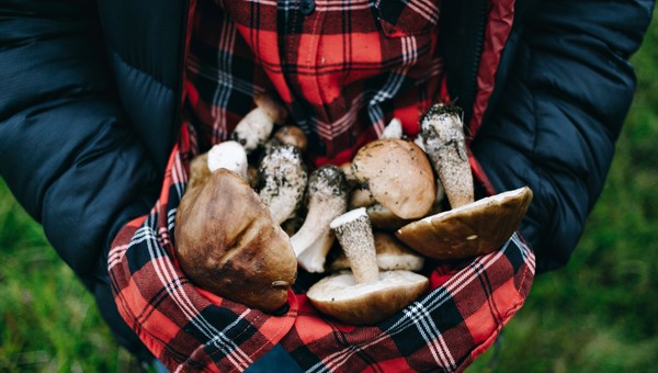 Грибников призвали отправляться в леса Подмосковья за самым вкусным майским грибом