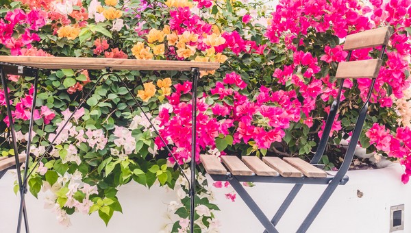 Оазис красок: посадите эти цветы на балконе — цвести будут всё лето