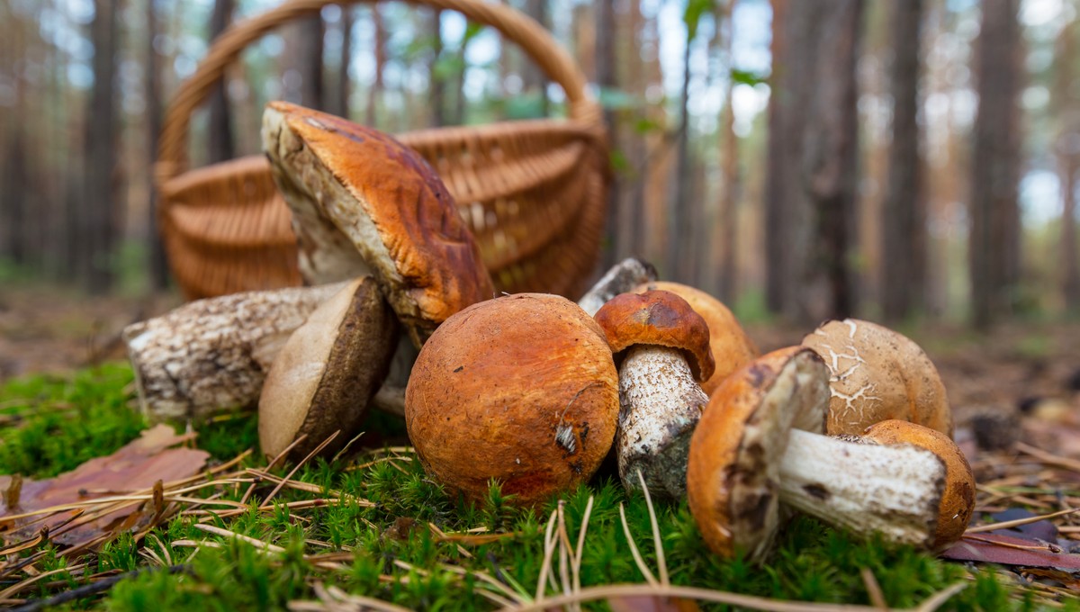 «Лезут и лезут»: грибники рассказали о нашествии этих грибов в Подмосковье