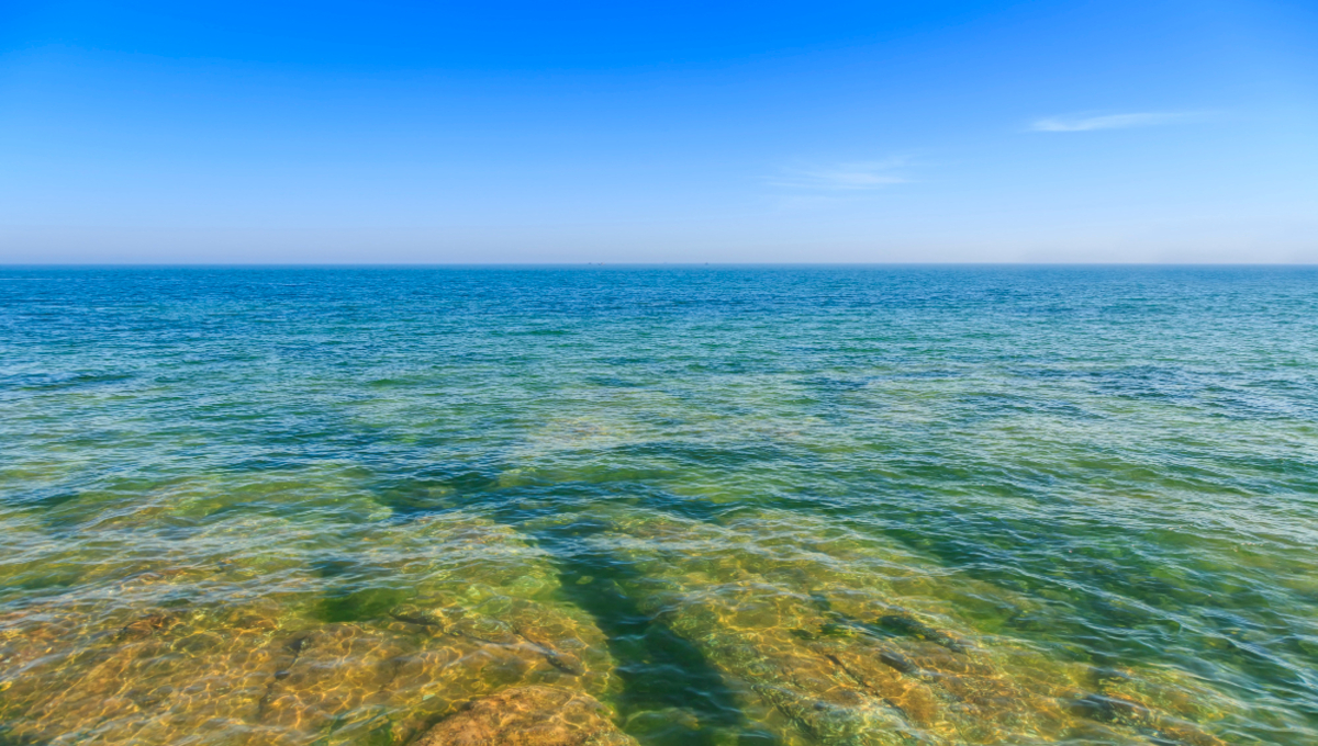 На южных берегах появилась слизь — купающиеся не обращают на неё внимания