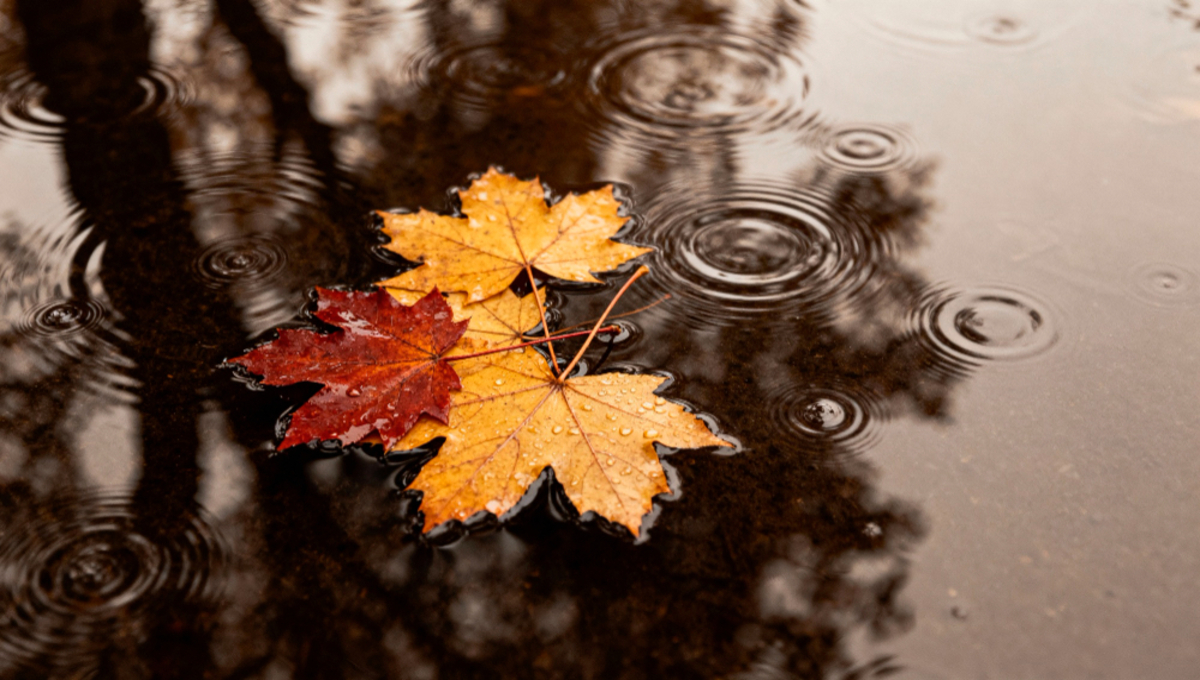 Если 4 ноября дождь — готовь шубу: народные приметы на Казанскую