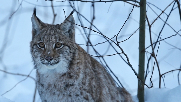 В Подмосковье участились встречи с роскошными «кошками»